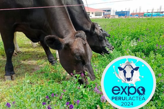 Expoperulactea 2024: Lima recibirá feria internacional de tecnologías para potenciar la ganadería peruana