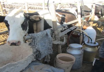 Expoperulactea 2026: evento promueve al sector ganadero como herramienta para el desarrollo de zonas rurales en el Perú
