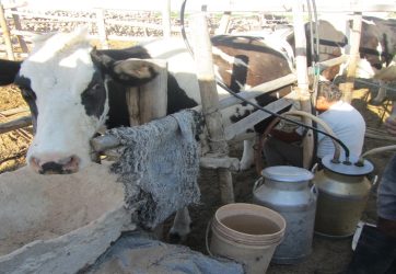 Expoperulactea 2026: evento promueve al sector ganadero como herramienta para el desarrollo de zonas rurales en el Perú