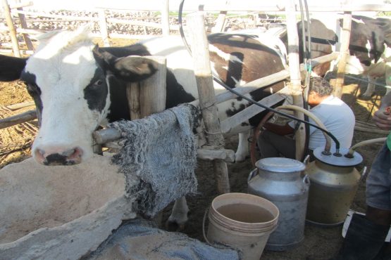 Expoperulactea 2026: evento promueve al sector ganadero como herramienta para el desarrollo de zonas rurales en el Perú