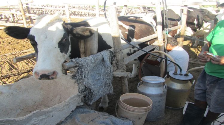 Expoperulactea 2026: evento promueve al sector ganadero como herramienta para el desarrollo de zonas rurales en el Perú